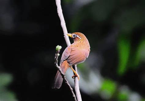 養鳥風水|许少锋: 養鳥的風水禁忌